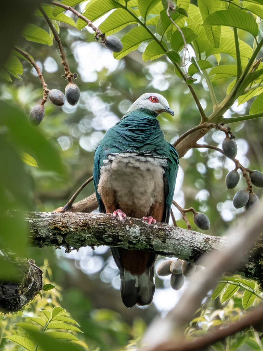 红腹皇鸠(Ducula poliocephala)