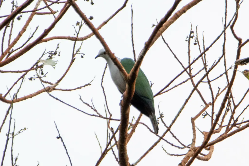 灰头皇鸠(Ducula radiata)
