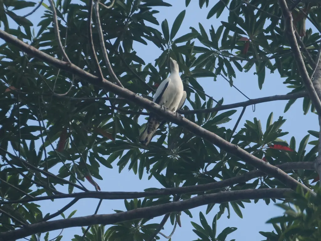 澳洲斑皇鸠(Ducula spilorrhoa)