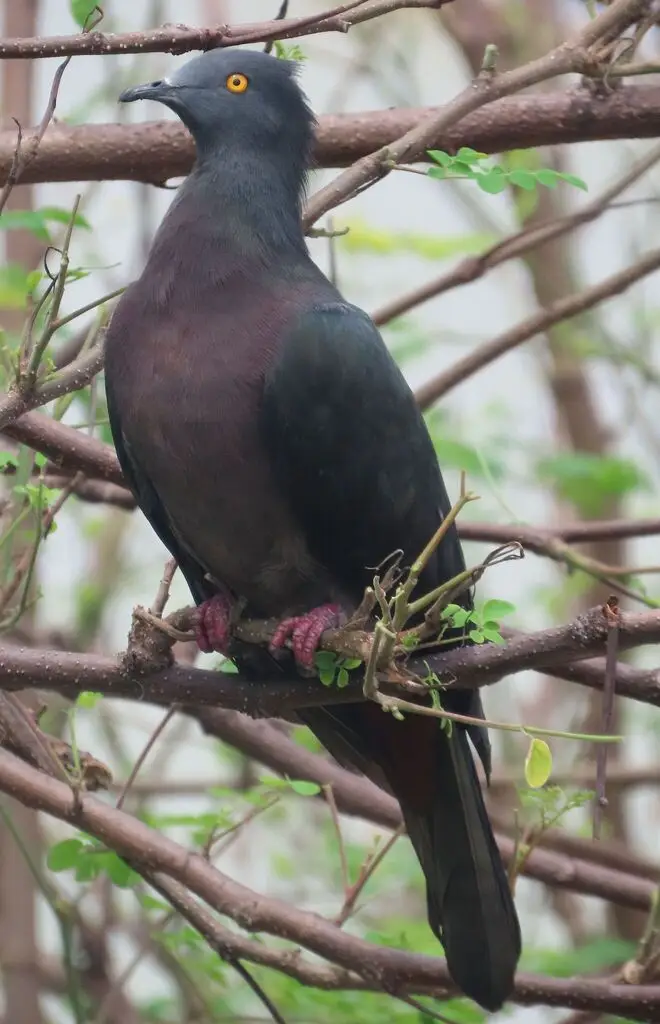 圣诞岛皇鸠(Ducula whartoni)