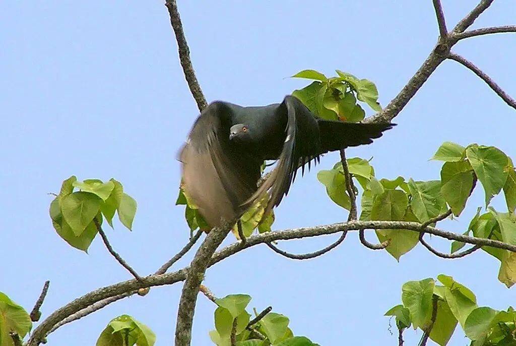 圣诞岛皇鸠(Ducula whartoni)
