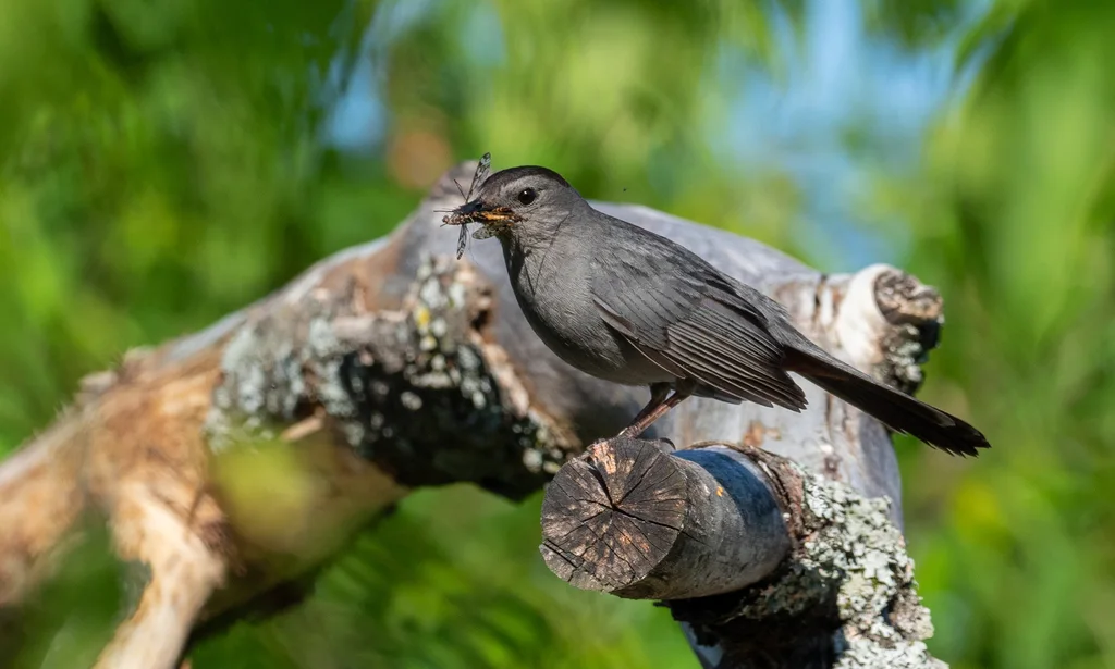 灰嘲鸫（Dumetella carolinensis）