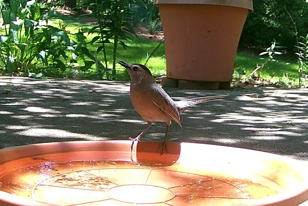 灰嘲鸫（Dumetella carolinensis）