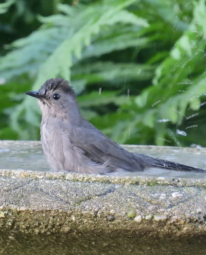 灰嘲鸫（Dumetella carolinensis）