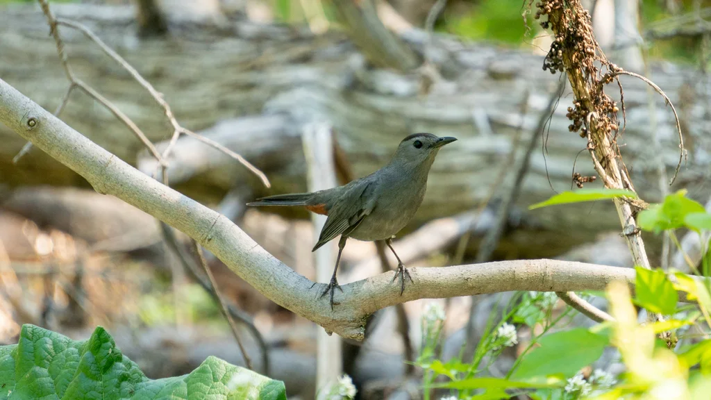 灰嘲鸫（Dumetella carolinensis）