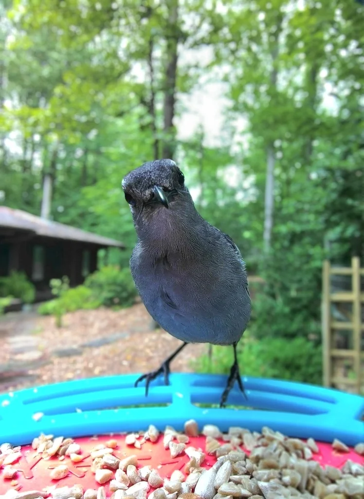 灰嘲鸫（Dumetella carolinensis）