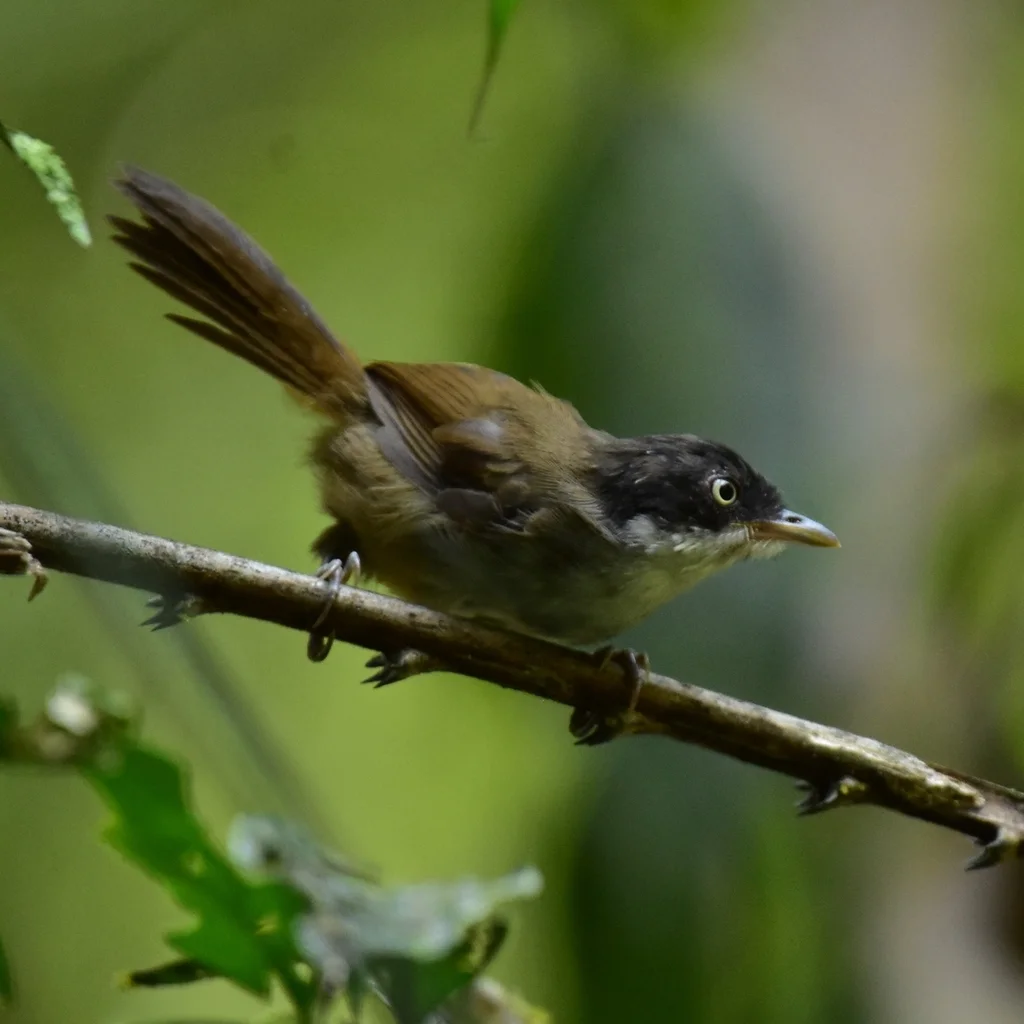黑头鹛(Dumetia atriceps)