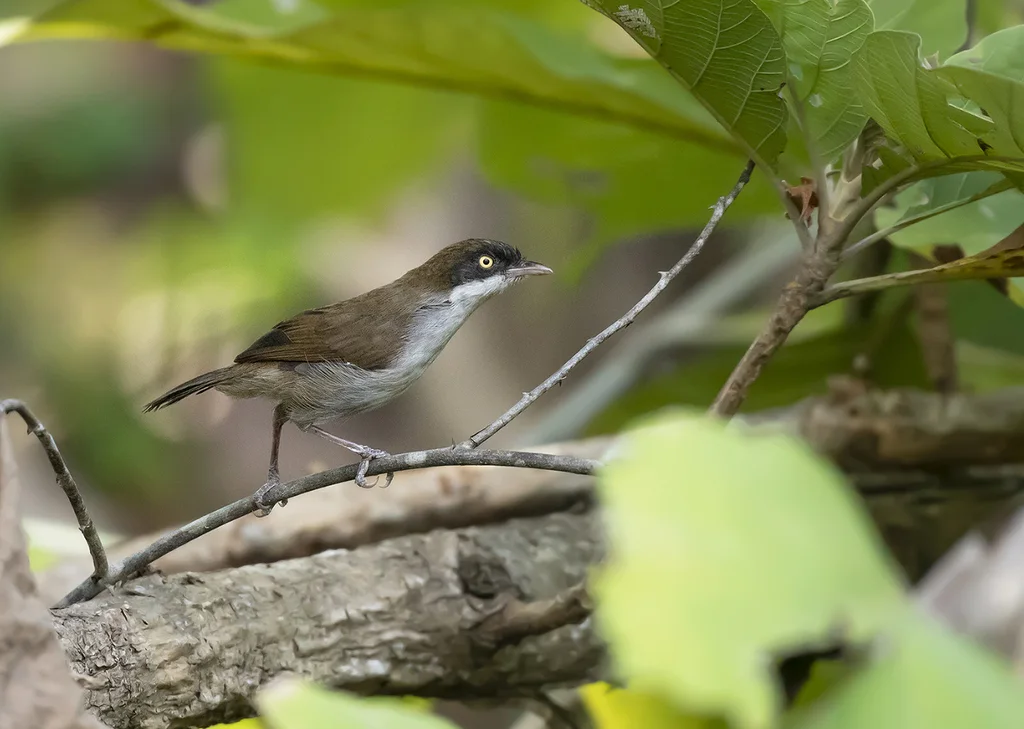 黑头鹛(Dumetia atriceps)
