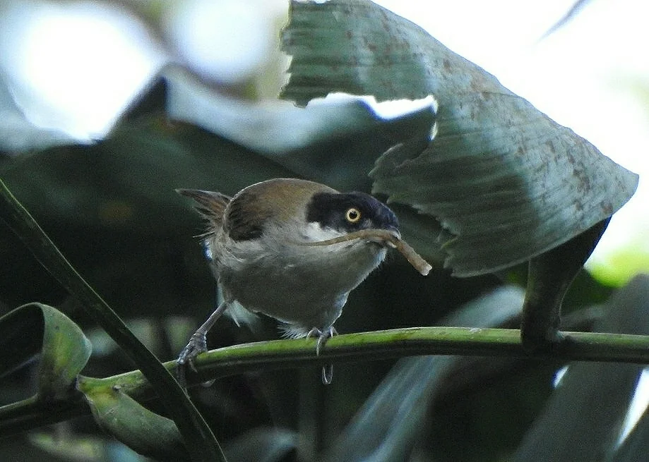 黑头鹛(Dumetia atriceps)