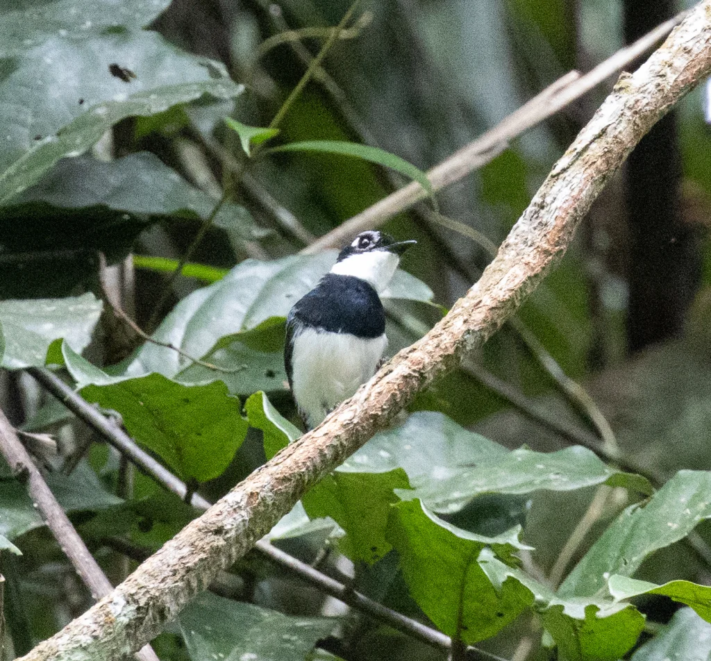 白斑疣眼鹟(Dyaphorophyia tonsa)