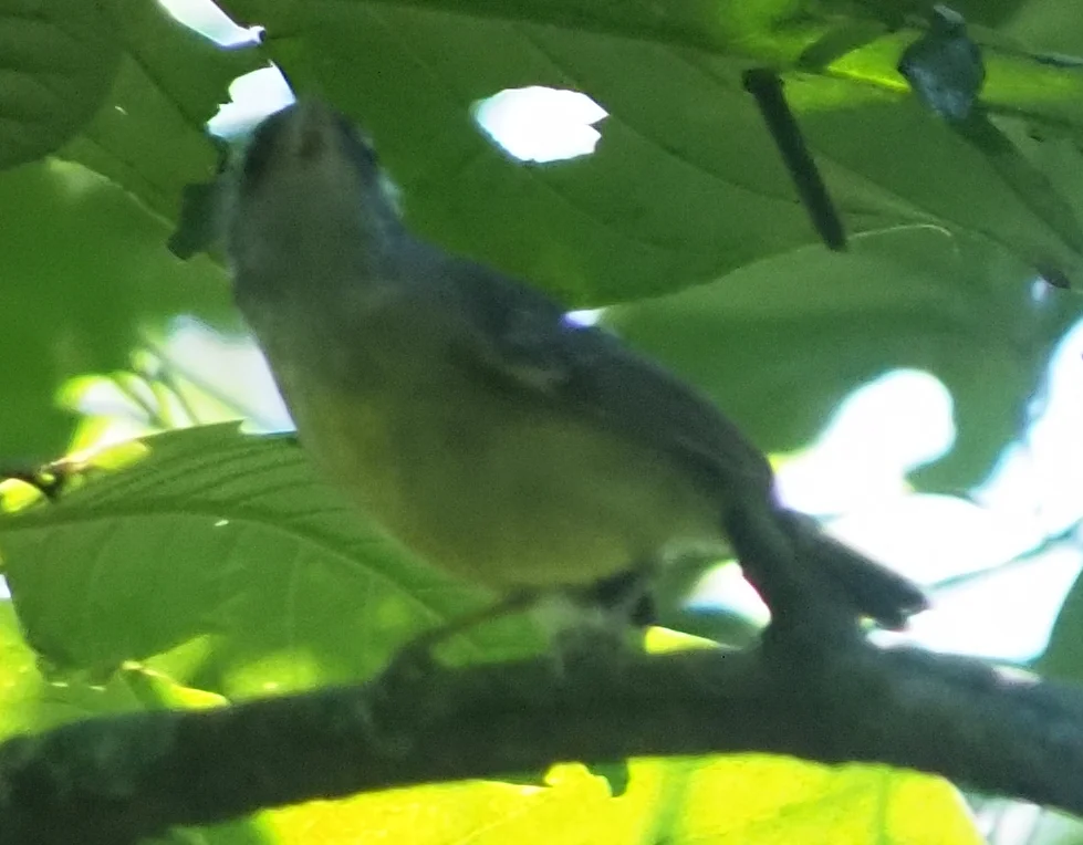 淡色蚁鵙(Dysithamnus mentalis)