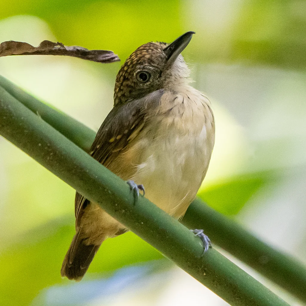 斑点冠蚁鵙(Dysithamnus puncticeps)