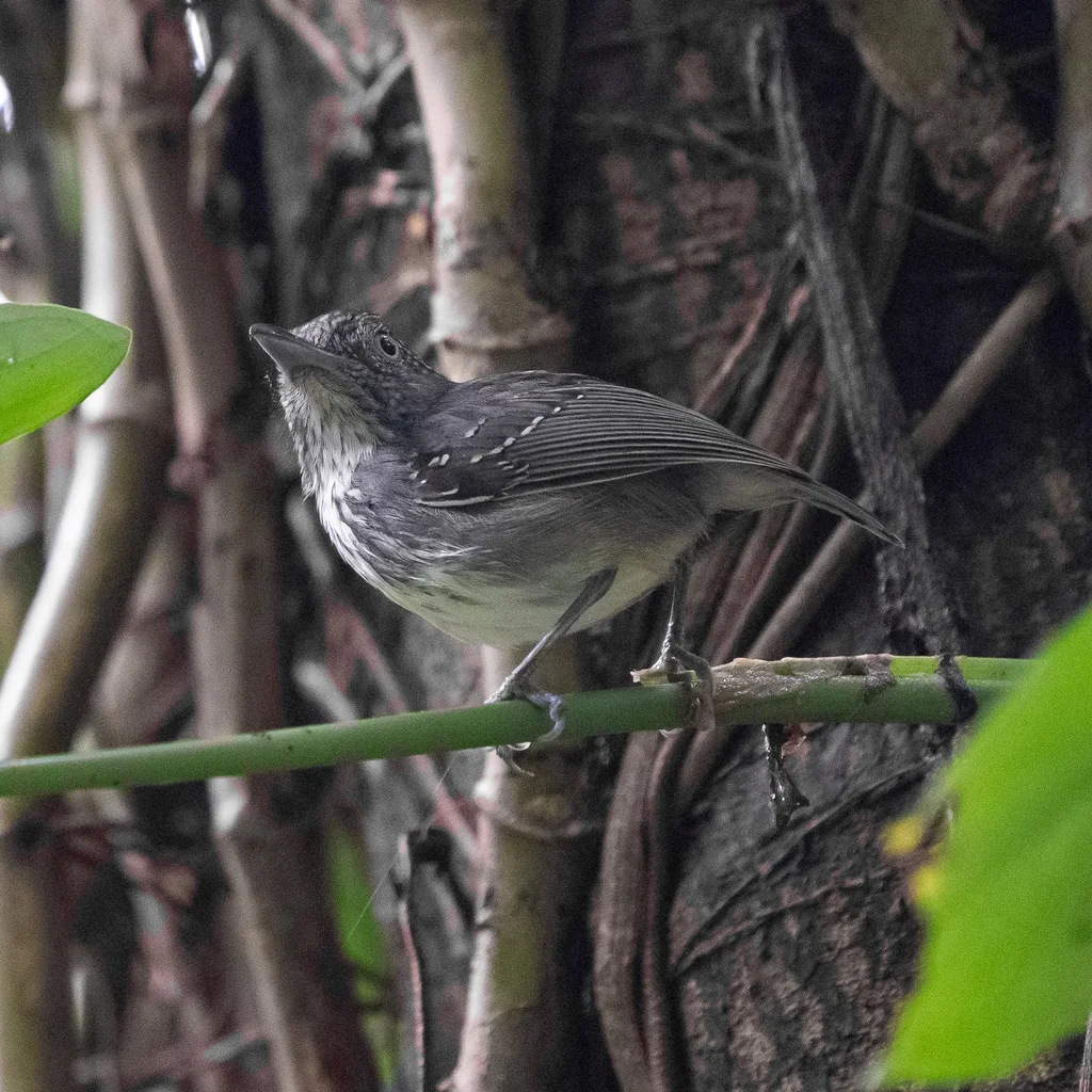 斑点冠蚁鵙(Dysithamnus puncticeps)