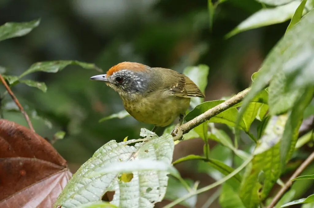 斑胸蚁鵙(Dysithamnus stictothorax)