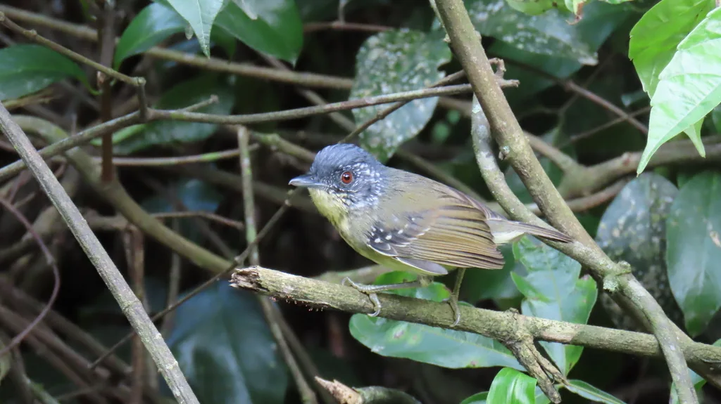 斑胸蚁鵙(Dysithamnus stictothorax)