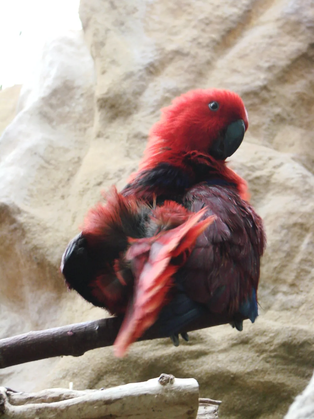 松巴红胁绿鹦鹉(Eclectus cornelia)