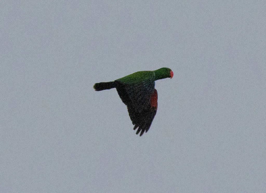 巴布亚红胁绿鹦鹉(Eclectus polychloros)