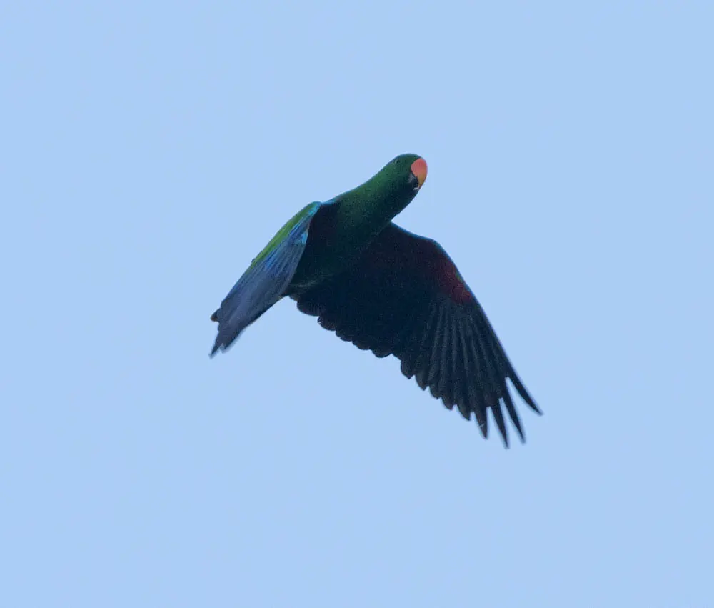 巴布亚红胁绿鹦鹉(Eclectus polychloros)