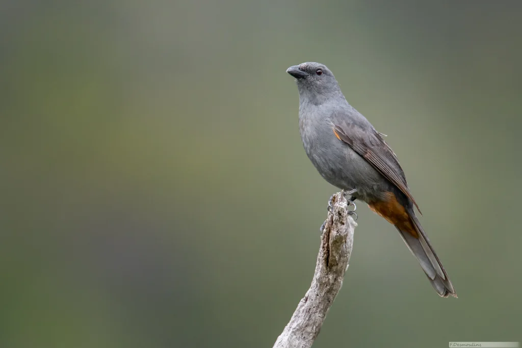 山鹃鵙(Edolisoma anale)