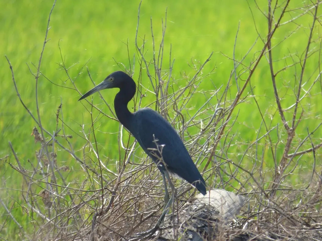 小蓝鹭(Egretta caerulea)