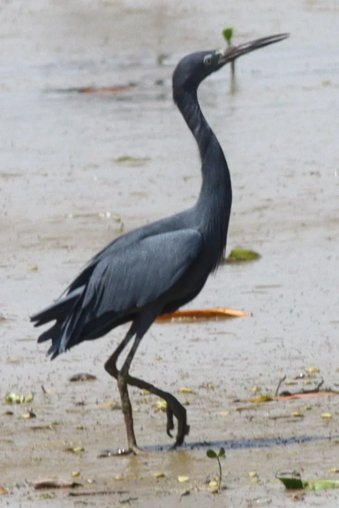 小蓝鹭(Egretta caerulea)