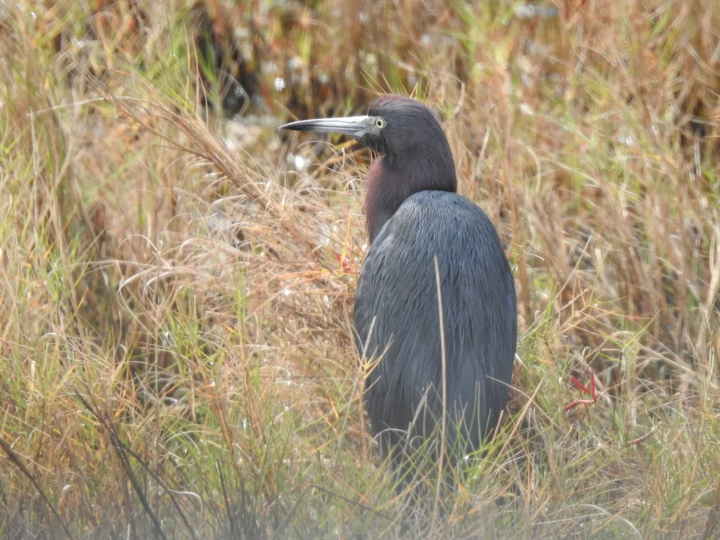 小蓝鹭(Egretta caerulea)