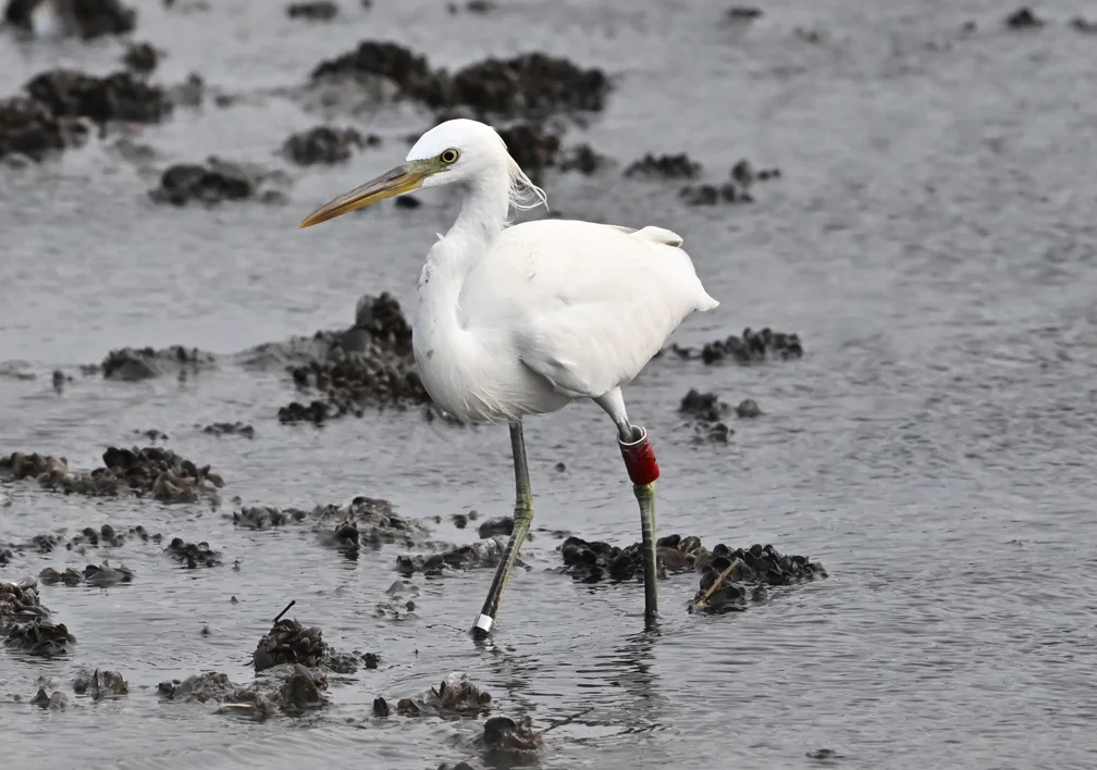 黄嘴白鹭(Egretta eulophotes)
