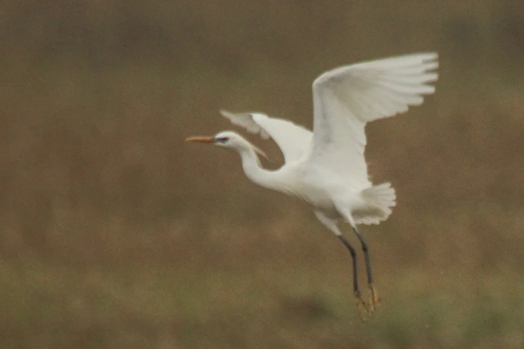黄嘴白鹭(Egretta eulophotes)