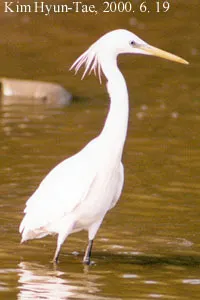 黄嘴白鹭(Egretta eulophotes)