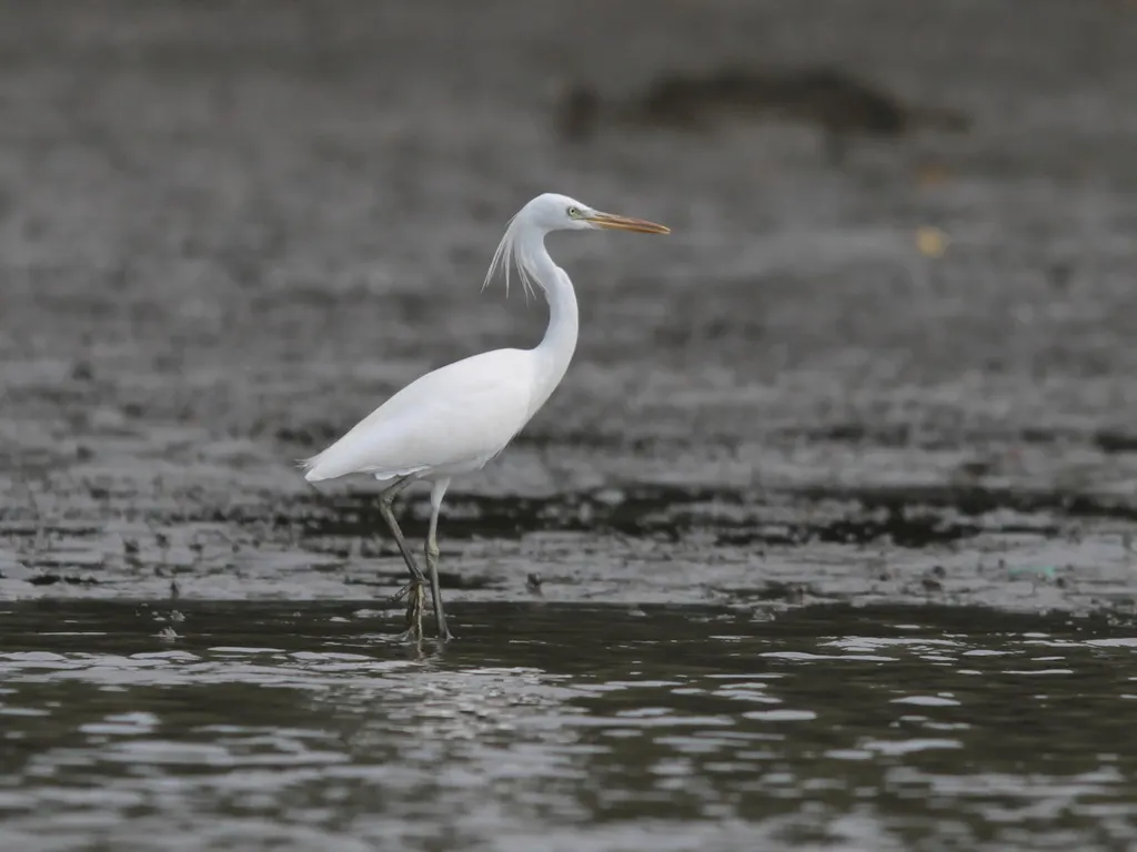 黄嘴白鹭(Egretta eulophotes)