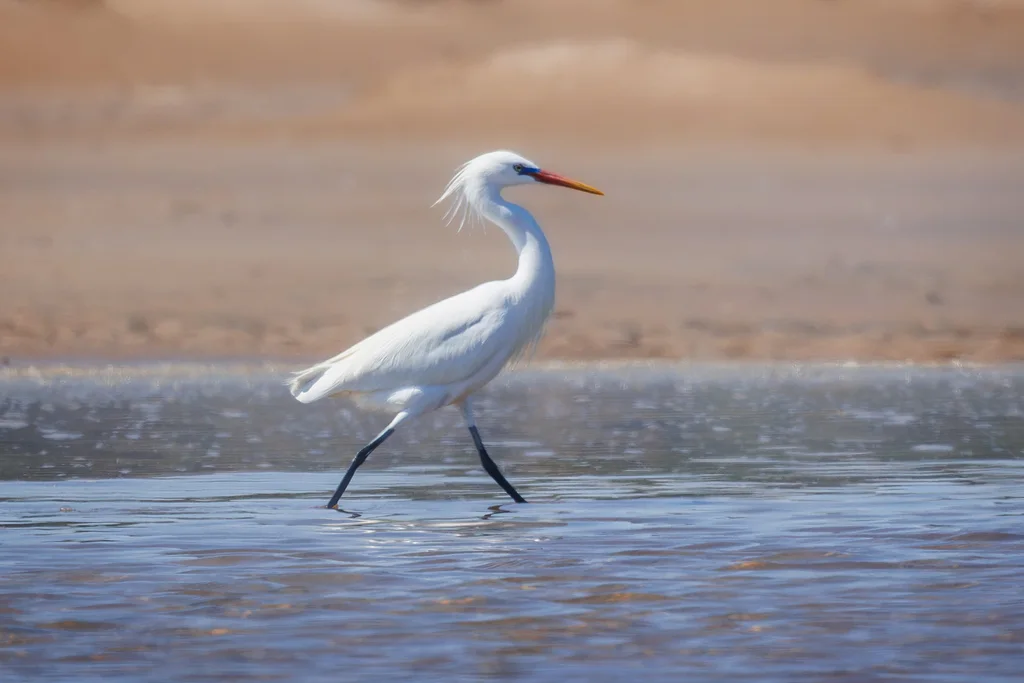 黄嘴白鹭(Egretta eulophotes)