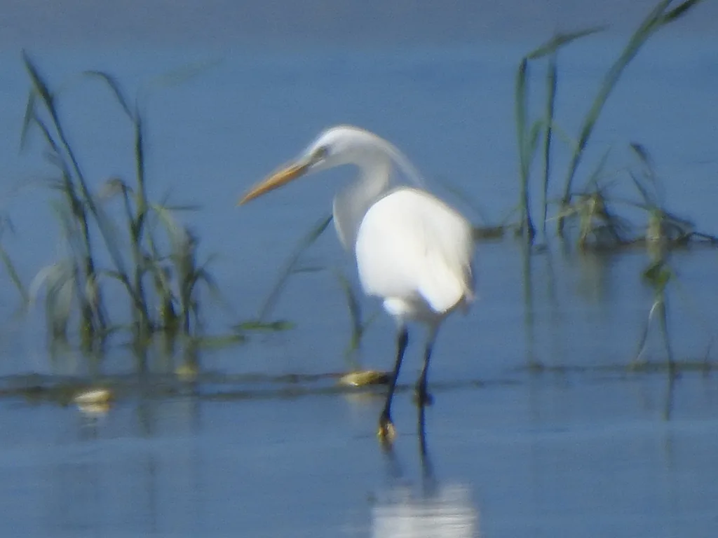 黄嘴白鹭(Egretta eulophotes)