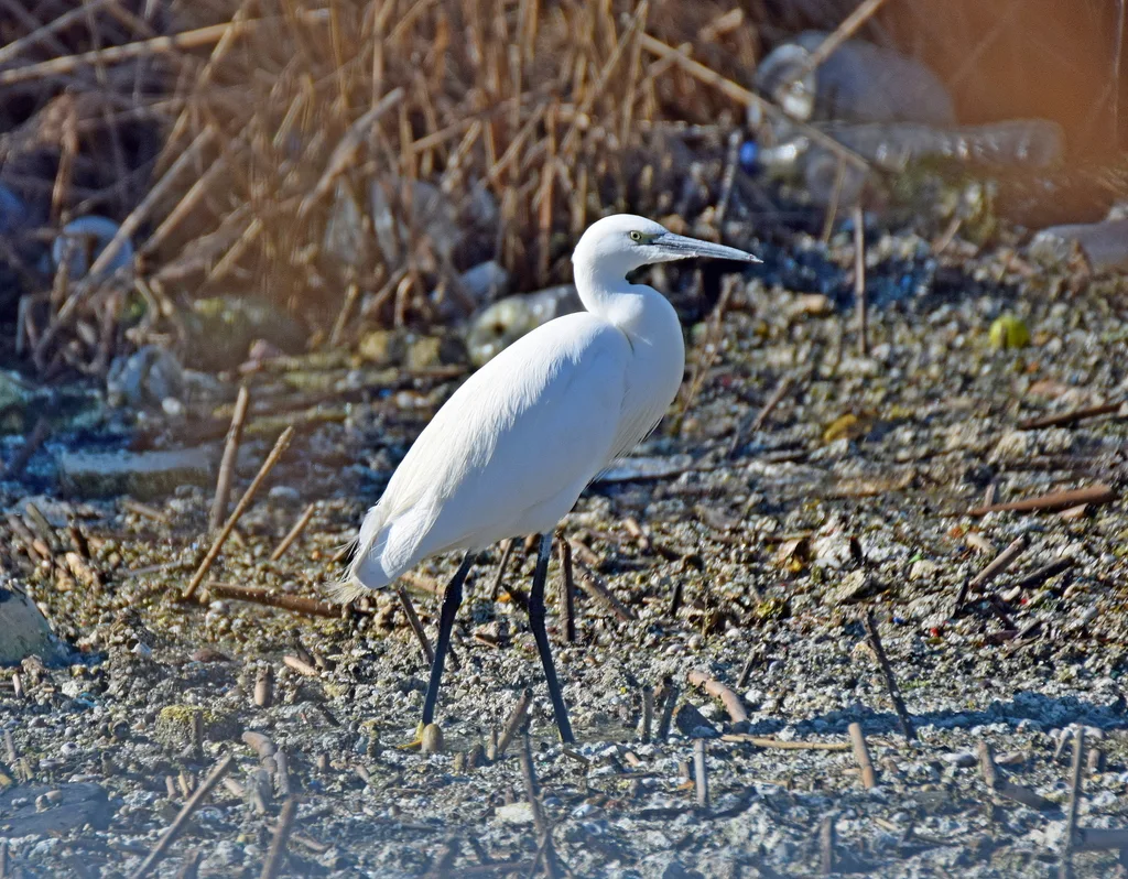 白鹭(Egretta garzetta)
