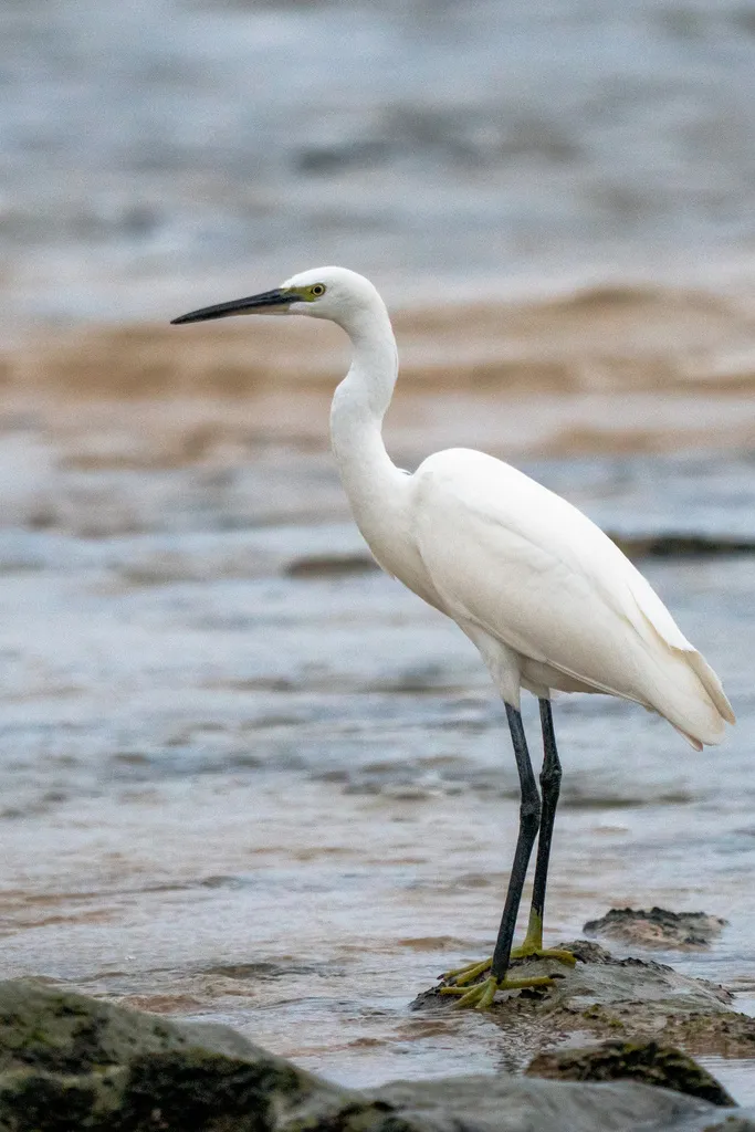 白鹭(Egretta garzetta)