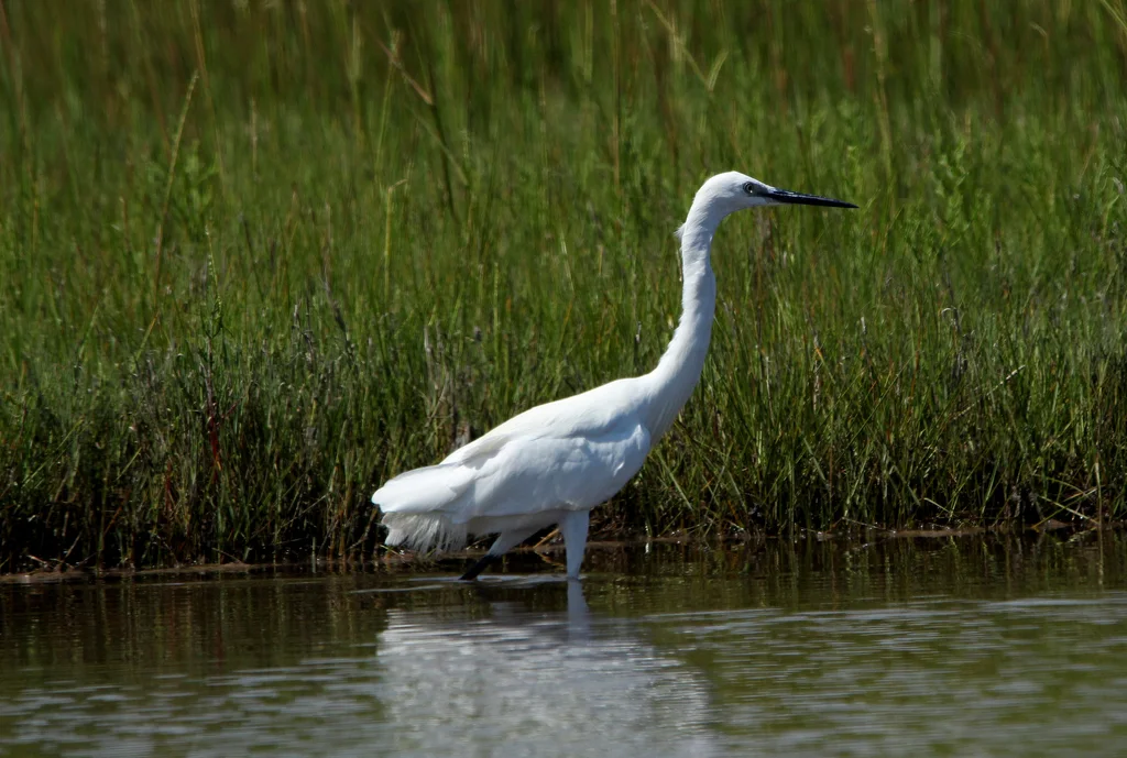 白鹭(Egretta garzetta)