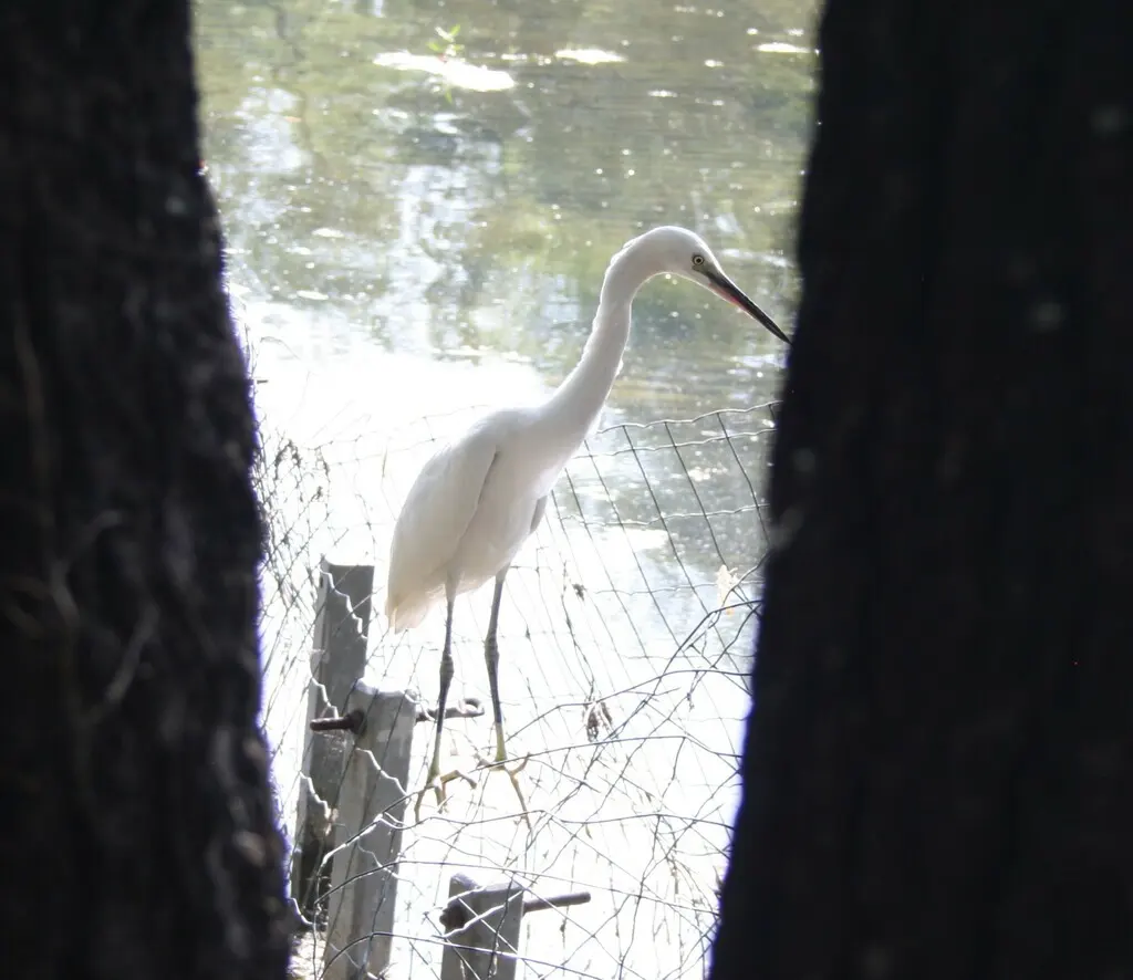 白鹭(Egretta garzetta)