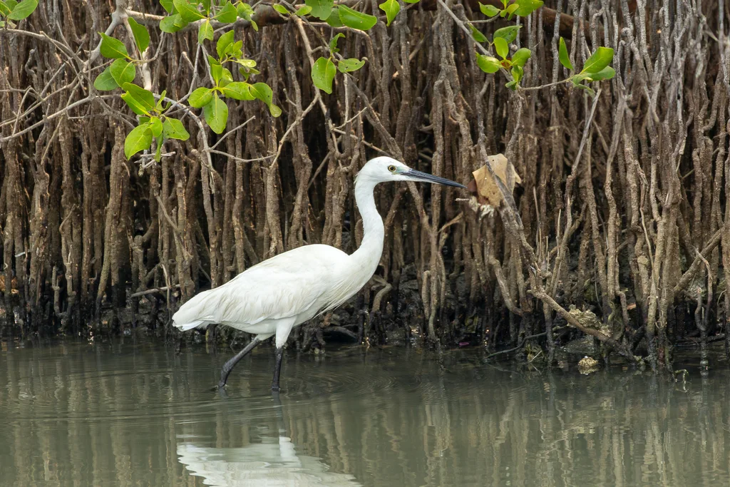 白鹭(Egretta garzetta)