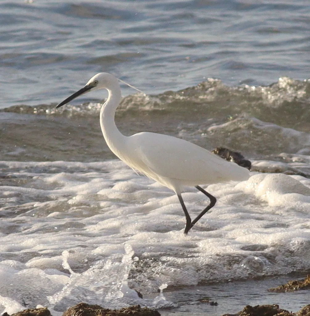 白鹭(Egretta garzetta)