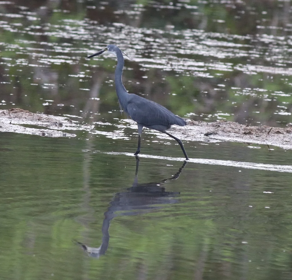 白鹭(Egretta garzetta)