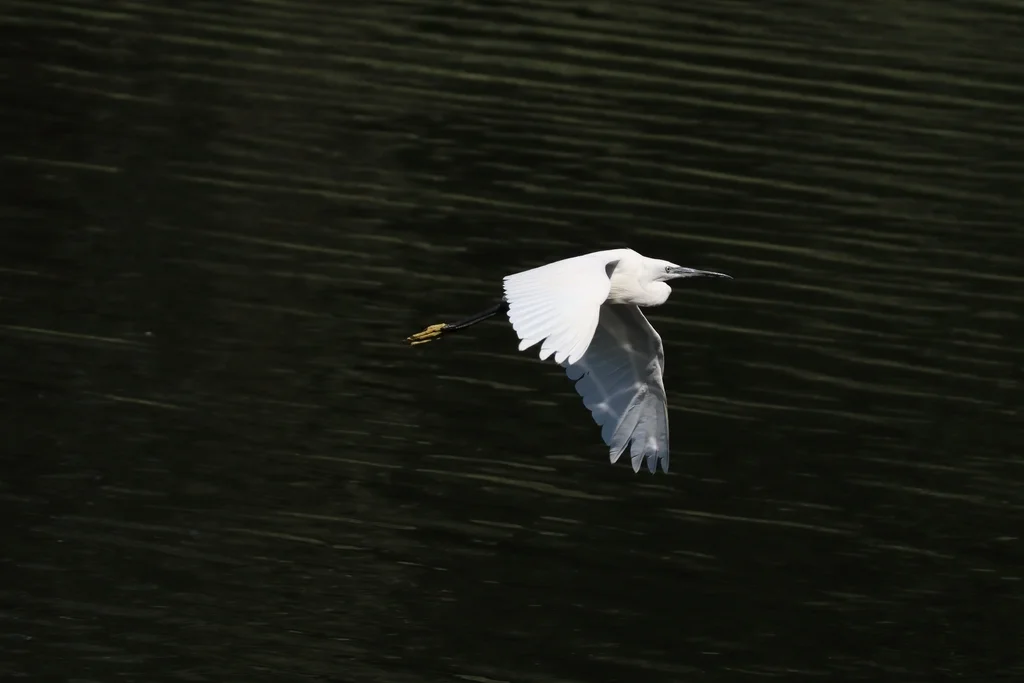白鹭(Egretta garzetta)