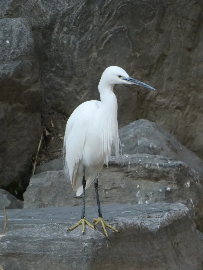 白鹭(Egretta garzetta)