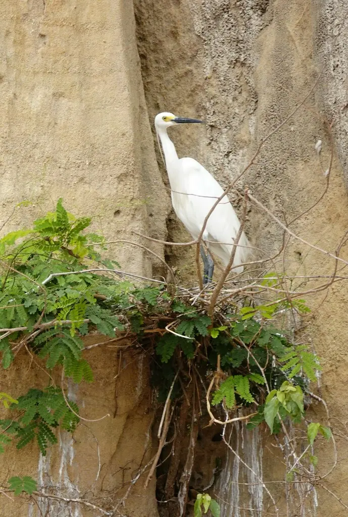 白鹭（Egretta garzetta）