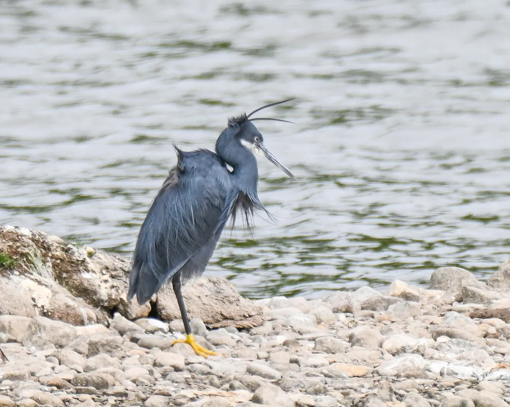 西岩鹭(Egretta gularis)
