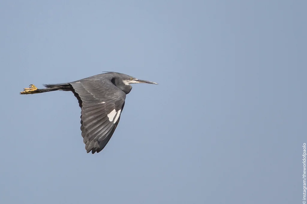 西岩鹭(Egretta gularis)