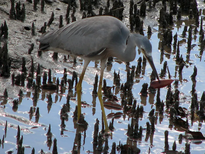 白脸鹭(Egretta novaehollandiae)