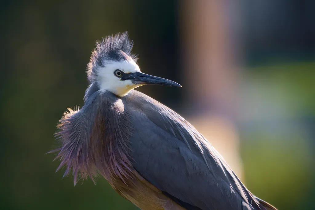 白脸鹭(Egretta novaehollandiae)