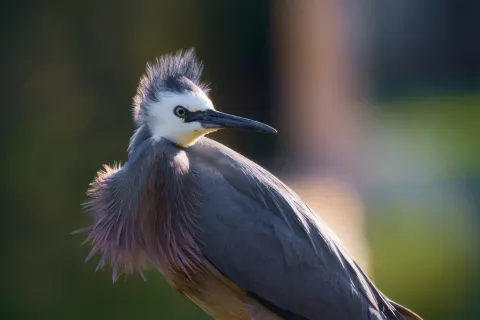 白脸鹭
