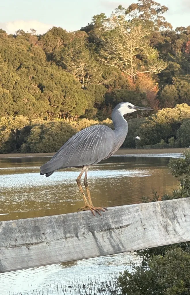 白脸鹭(Egretta novaehollandiae)
