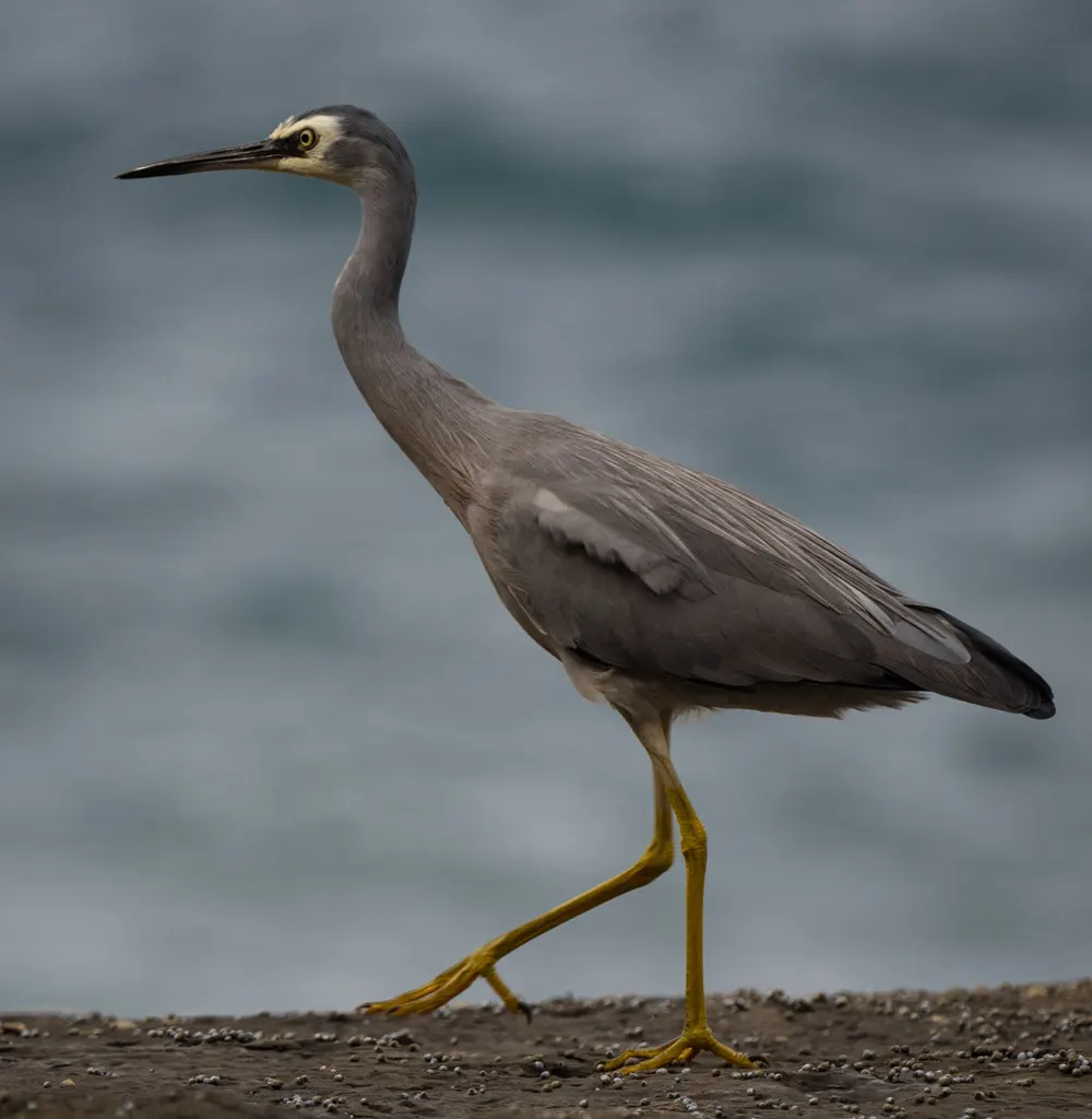 白脸鹭(Egretta novaehollandiae)