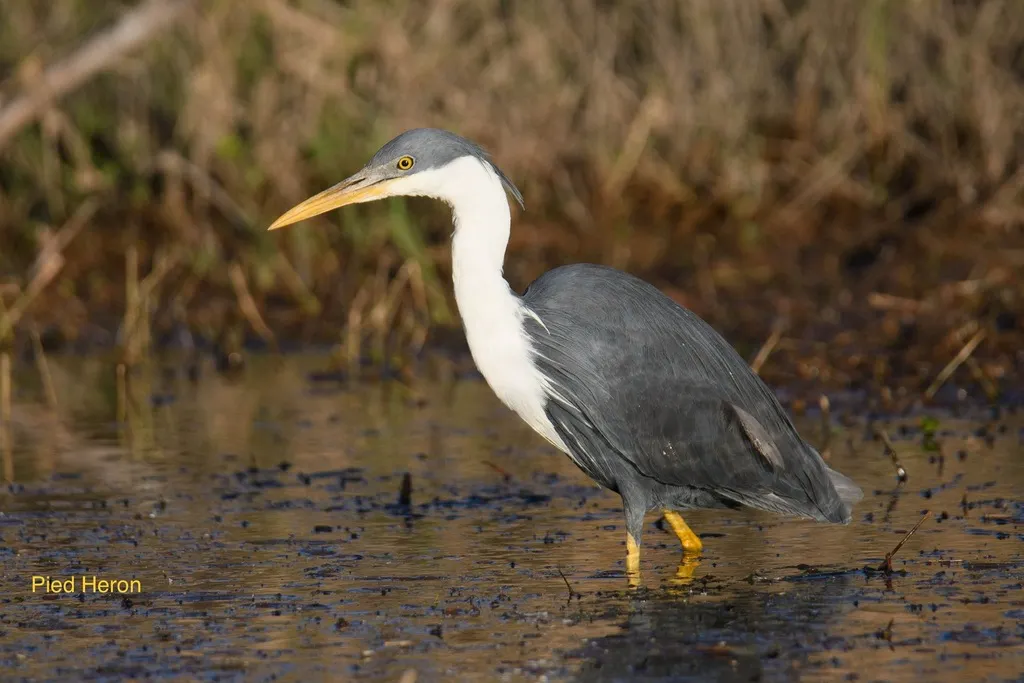 斑鹭(Egretta picata)